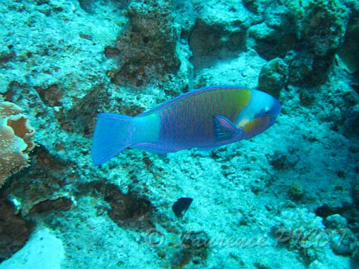 poisson perroquet.JPG